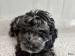 Miniature Poodle dogs Blue wave blue Merle - Ad 20