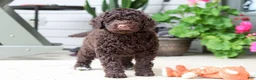 Portuguese Water Dog dogs for sale: Polly - Ad 6