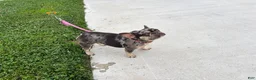 French Bulldog dogs for sale: 3 year old French Bulldog - Ad 2