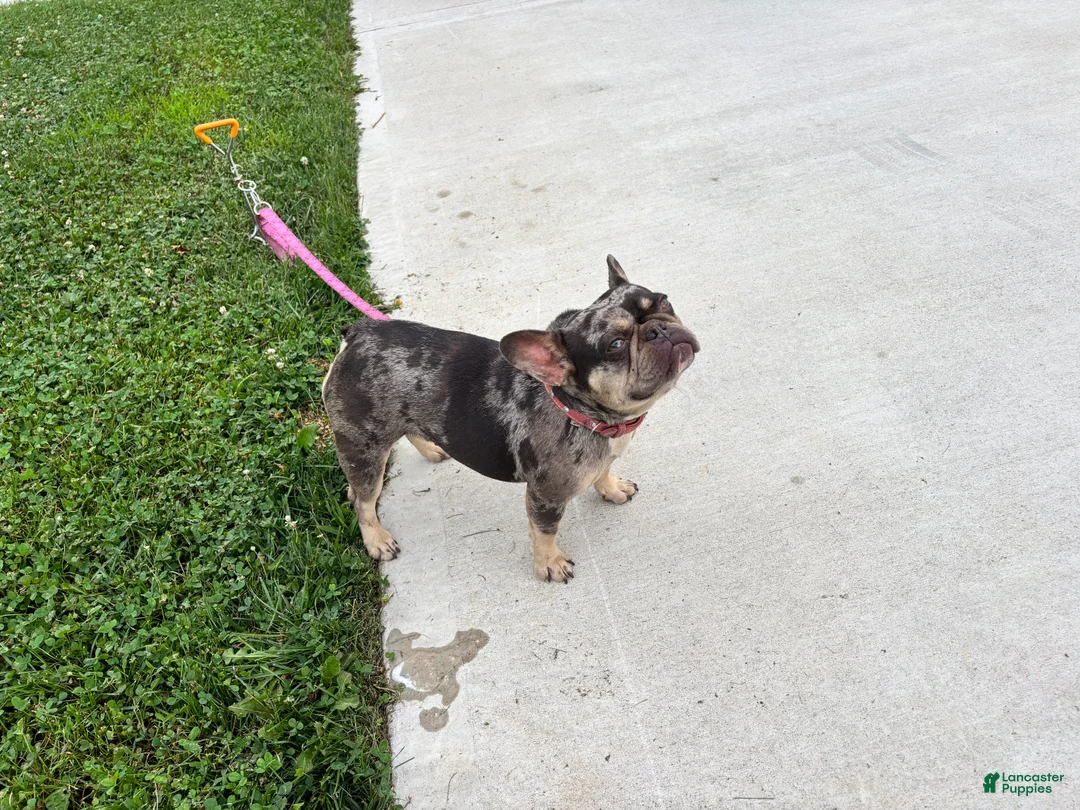 French Bulldog dogs for sale: 3 year old French Bulldog - Ad 2