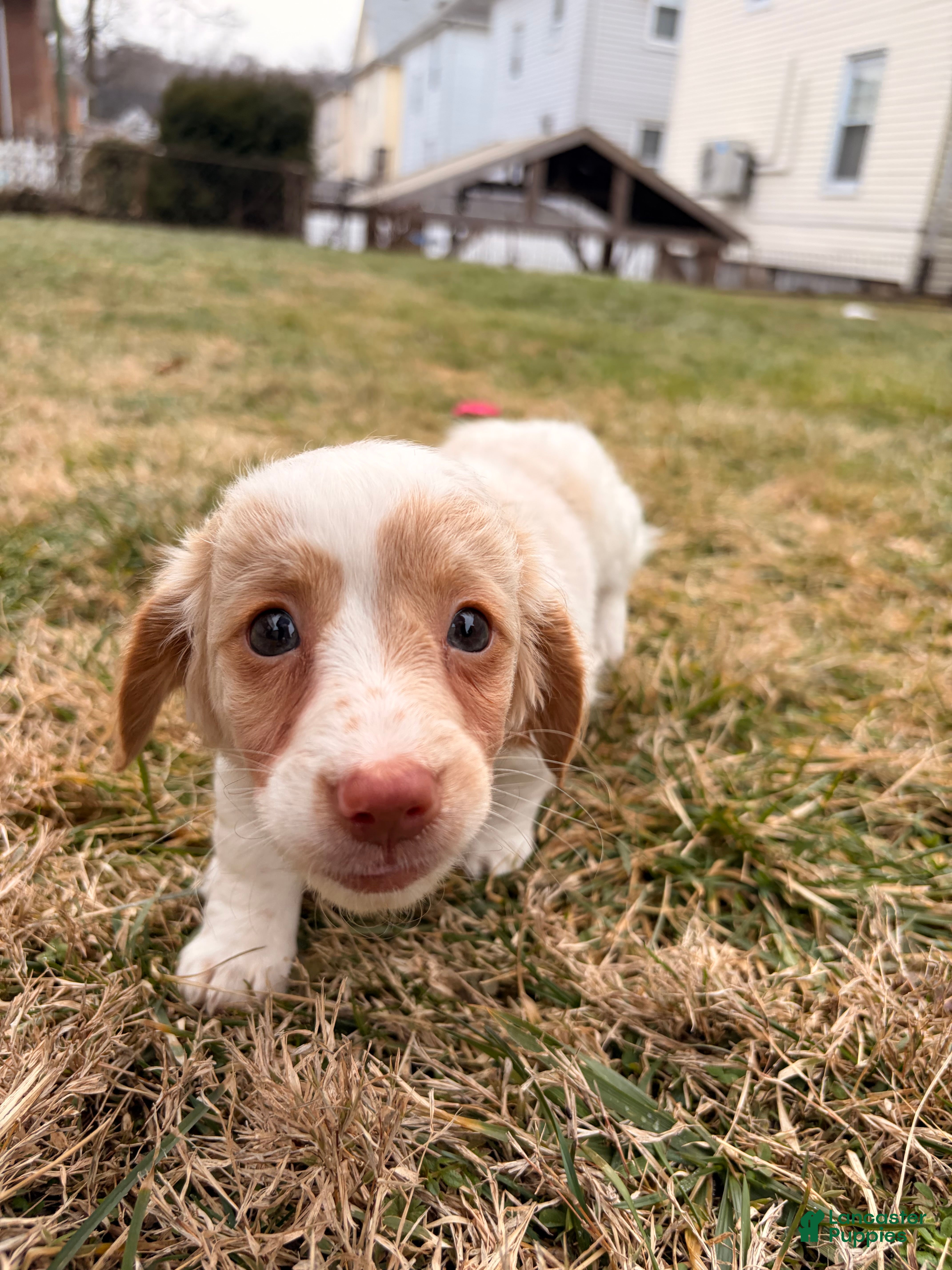 Miniature Dachshund dogs Evee - Ad 2