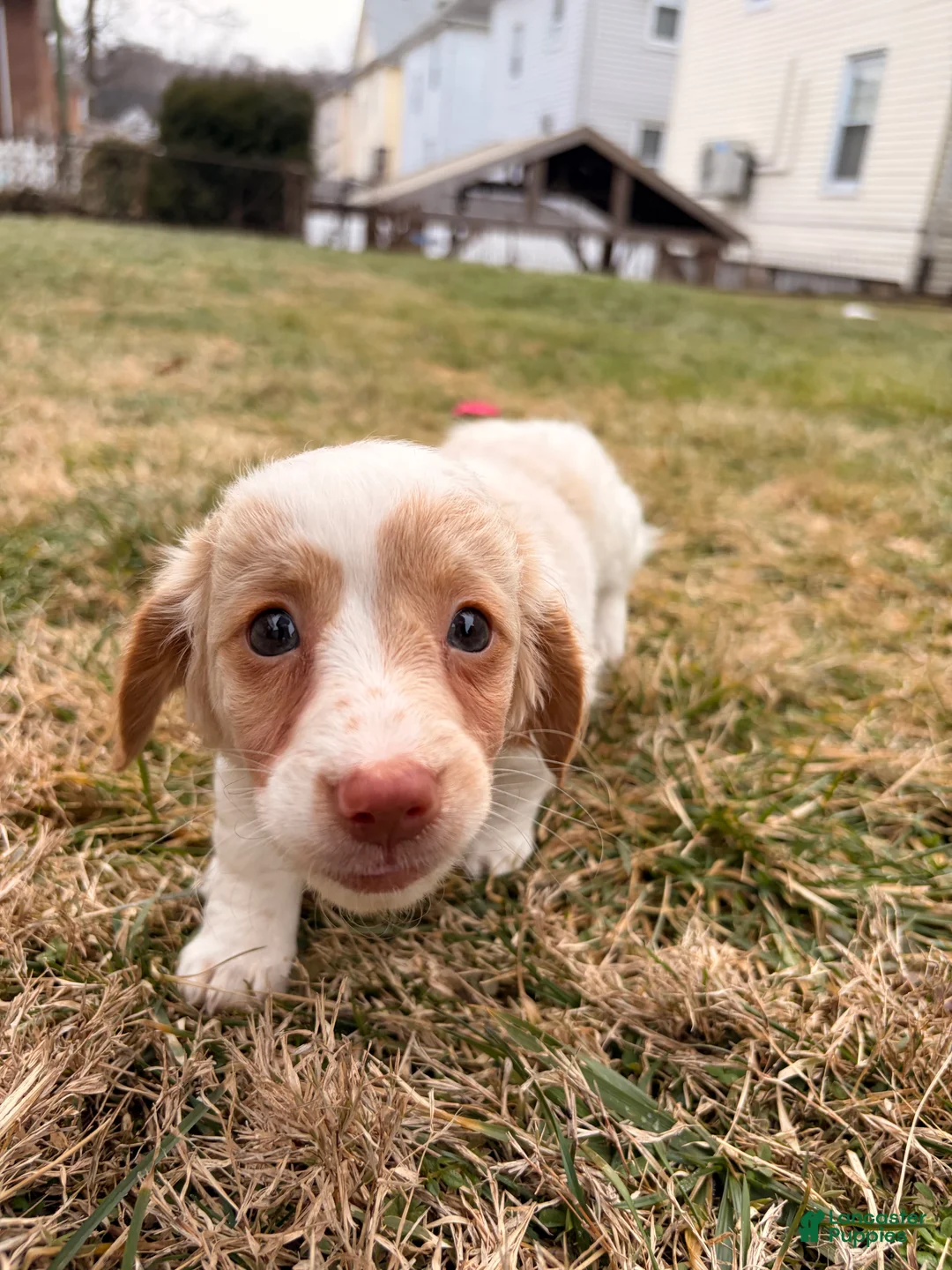 Miniature Dachshund dogs for sale: Evee - Ad 2