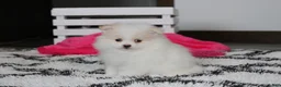 Pomeranian dogs for sale: Roxy - Ad 4