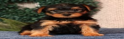 Yorkshire Terrier dogs for sale: Marlon - Ad 1