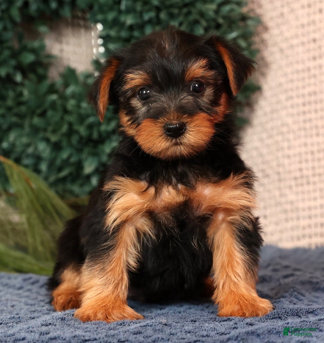 Yorkshire Terrier dogs for sale: Marlon - Ad 1