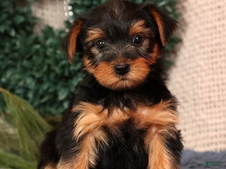 Yorkshire Terrier dogs Marlon - Ad 4