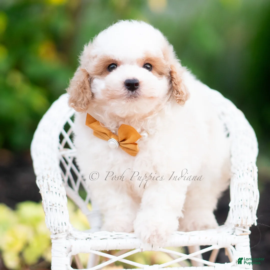 Mini Goldendoodle dogs for sale: Flounder - Ad 1