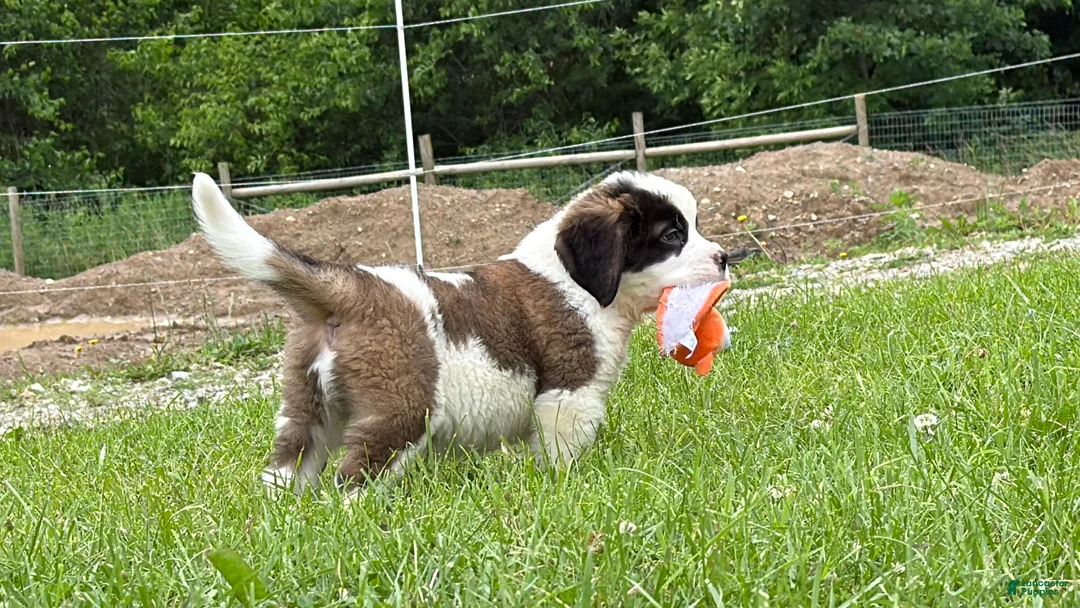 Saint Bernard dogs for sale: Babbles - Ad 1
