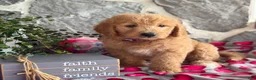 Goldendoodle dogs for sale: Nana - Ad 10