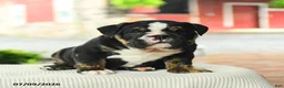 English Bulldog dogs for sale: Vincent - Ad 1