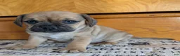 Puggle dogs for sale: Kandi  - Ad 9