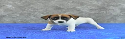 Jack Russell Terrier dogs for sale: Bella Mia - Ad 3