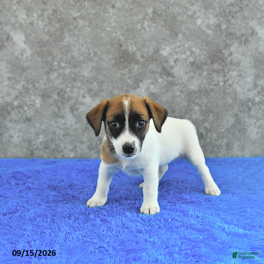 Jack Russell Terrier dogs for sale: Bella Mia - Ad 3