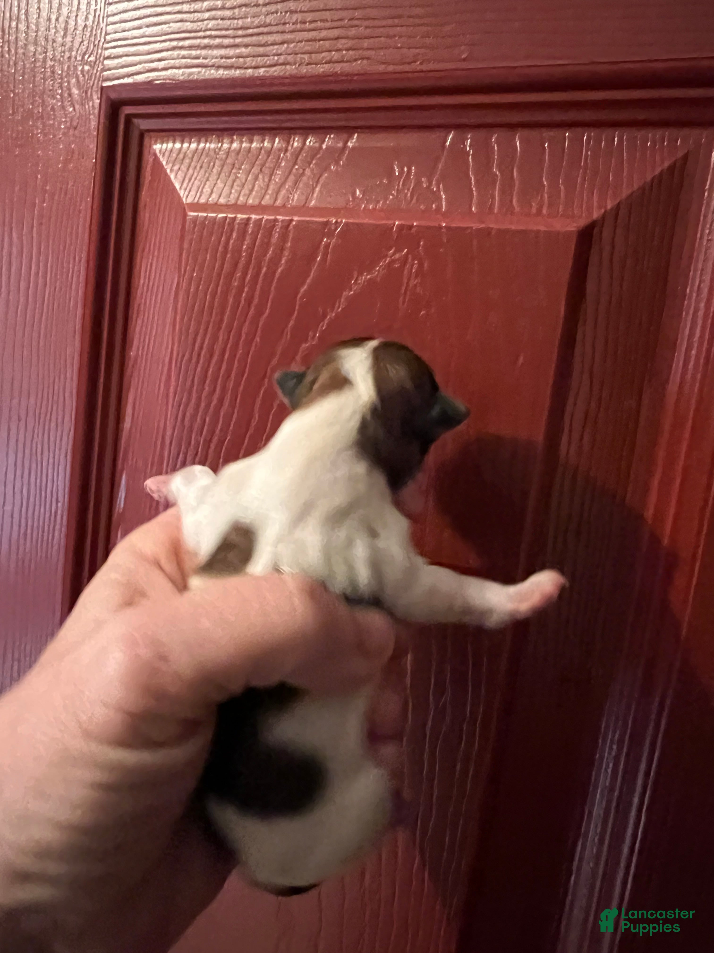Biewer Terrier dogs for sale: Molly the female Biewer Terrier - Ad 2