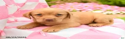Labrador Retriever dogs for sale: Gabe - Ad 3