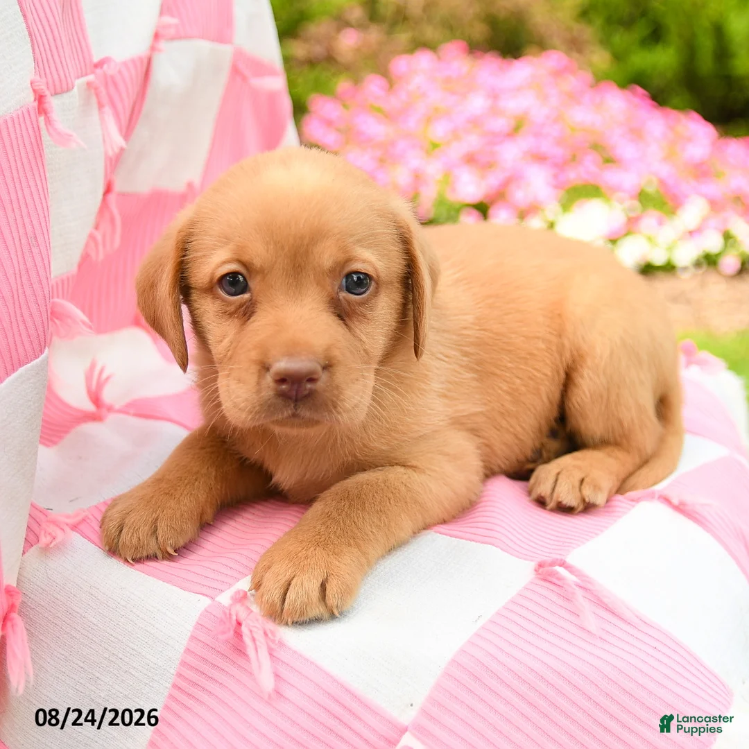 Labrador Retriever dogs for sale: Gabe - Ad 3