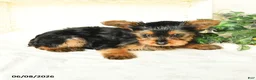 Yorkshire Terrier dogs for sale: Patrick - Ad 4