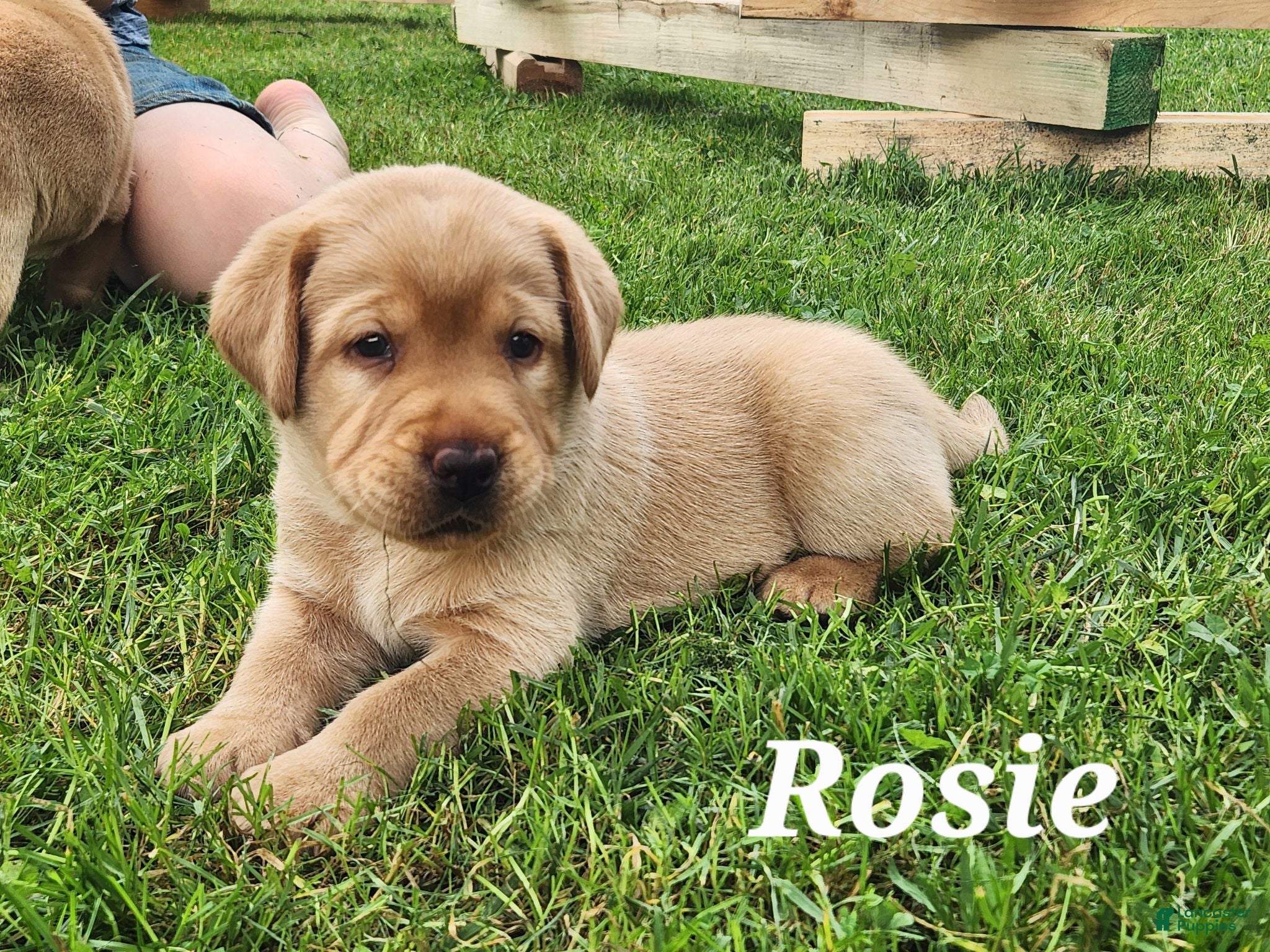 Labrador Retriever dogs Labrador Retriever- Rosie - Ad 21