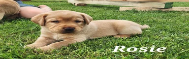 Labrador Retriever- Rosie