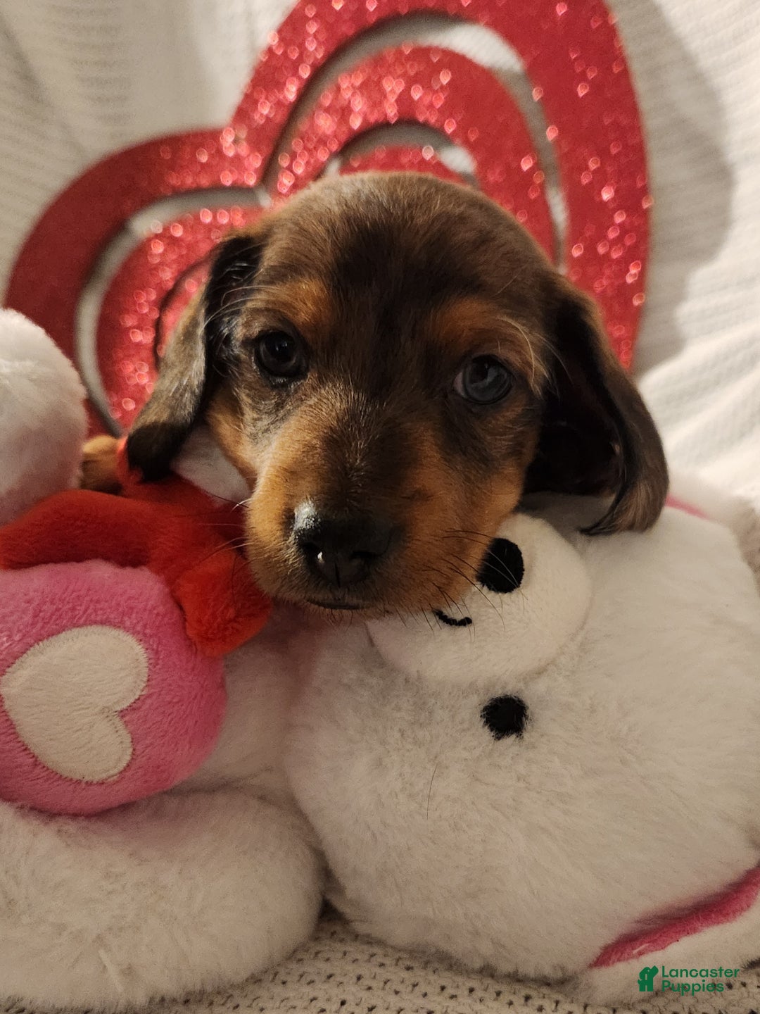 Miniature Dachshund dogs for sale: Miniature Dachshund Puppy 3 - Ad 1