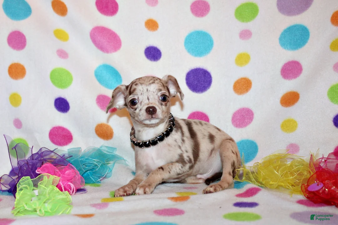 Chihuahua dogs for sale: Kairos - Ad 1