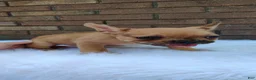 French Bulldog dogs for sale: Kaiser - Ad 3
