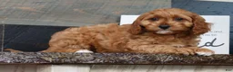 Cavapoo dogs for sale: Tracy - Ad 8