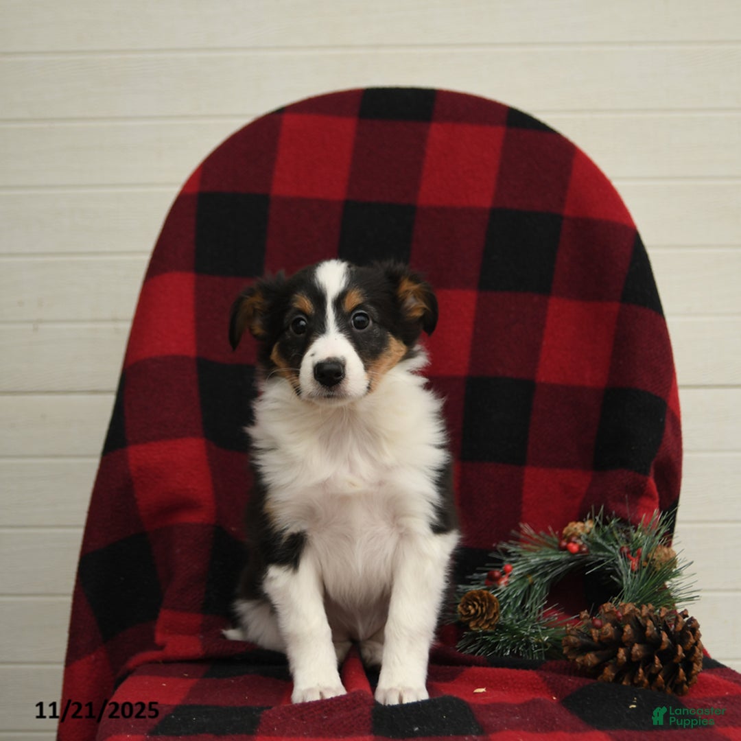 Mixed Breed dogs for sale: Paloma - Ad 5