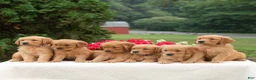 Golden Retriever dogs for sale: Karly  - Ad 6