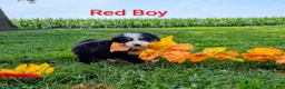 Bernese Mountain Dog dogs for sale: Chubby cheeks  - Ad 2