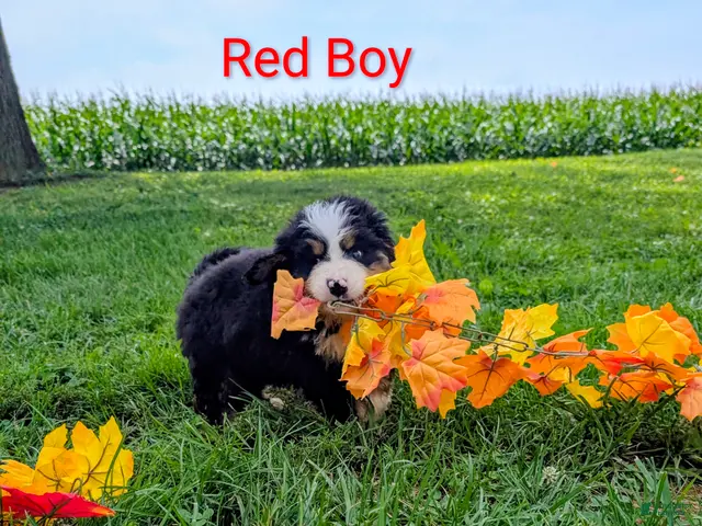Bernese Mountain Dog dogs Chubby cheeks - Ad 2