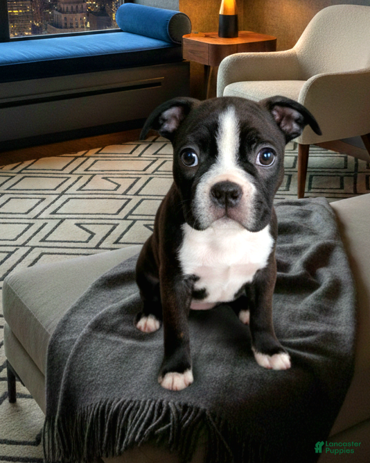Boston Terrier dogs Ranger (RESERVED) - Ad 9