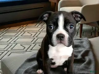 Boston Terrier dogs Ranger (RESERVED) - Ad 9