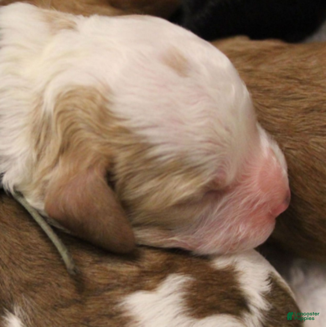 Cavapoo dogs for sale: Jack - Ad 3