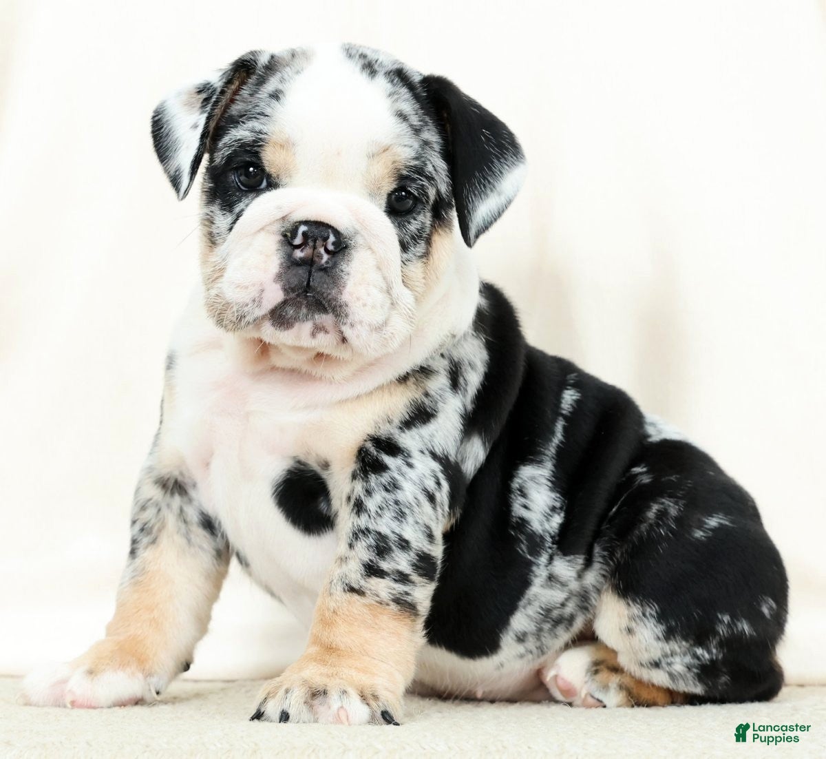 English Bulldog dogs Bellarina - Ad 1