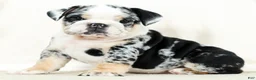 English Bulldog dogs for sale: Bellarina - Ad 3