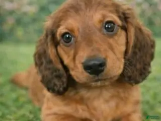 Miniature Dachshund dogs for sale: Molly - Ad 1