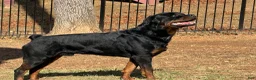 Rottweiler dogs for sale: 2nd Pick Female - Ad 6