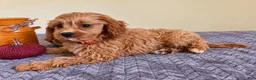 Cavapoo dogs for sale: Gilmore - Ad 1