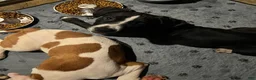 Mixed Breed dogs for sale: Mixed Breed 9 - Ad 2