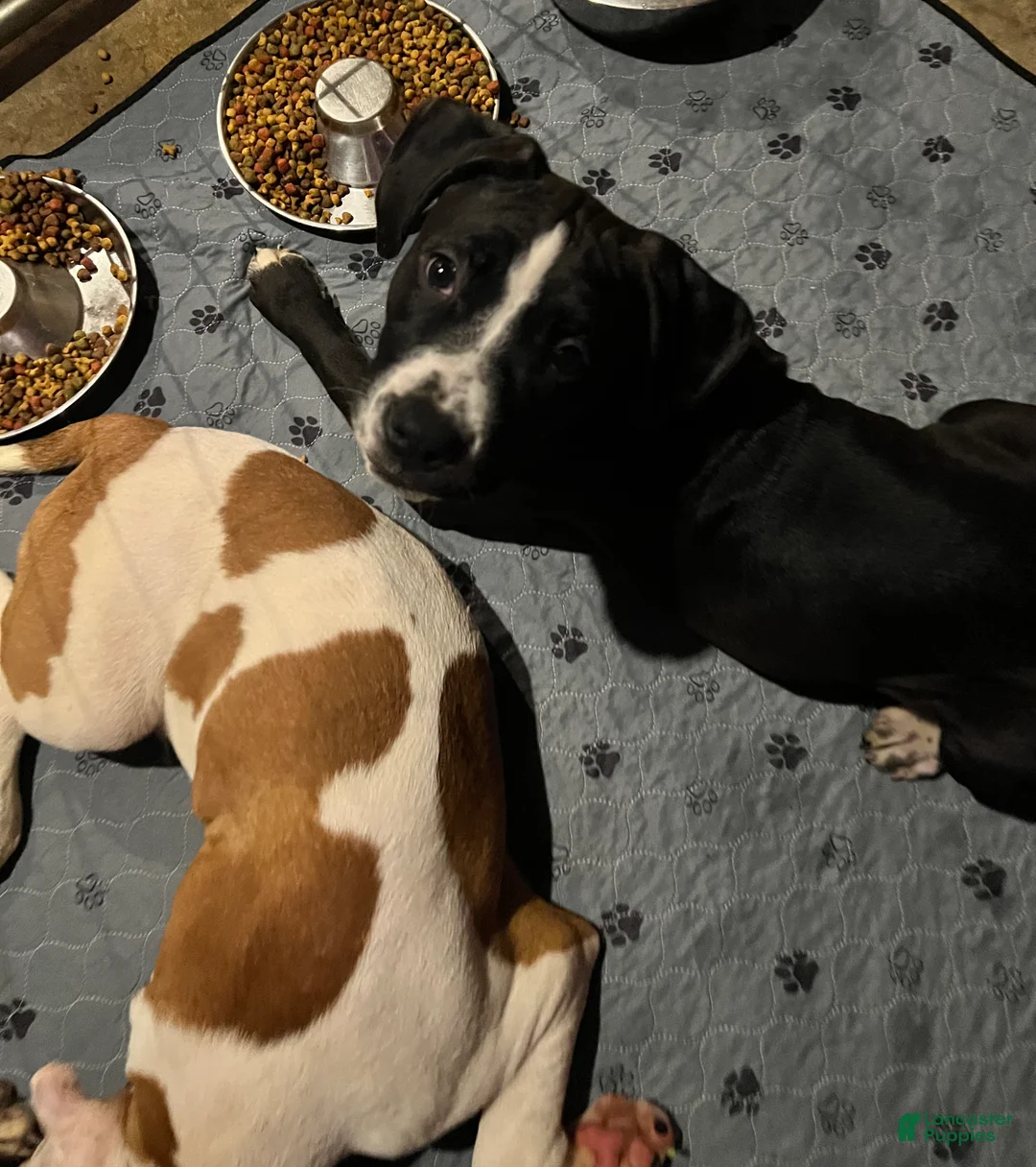 Mixed Breed dogs for sale: Mixed Breed 9 - Ad 2