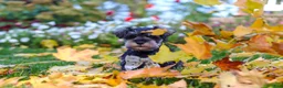 Miniature Schnauzer dogs for sale: Leon - Ad 12