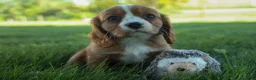 Cavalier King Charles Spaniel dogs for sale: Frankie 🐶 - Ad 10