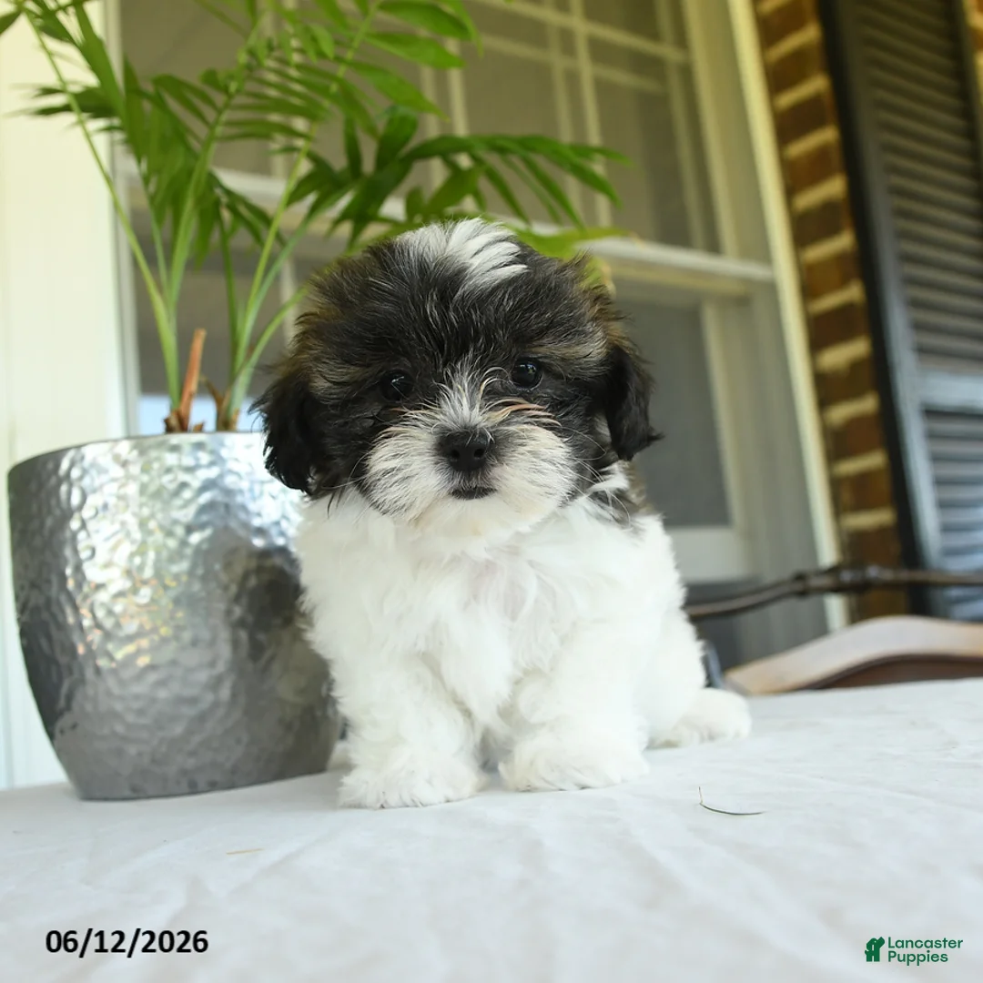 Teddy Bear dogs for sale: Karin - Ad 1