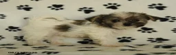 Shorkie dogs for sale: Iron - Ad 5