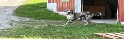Great Dane dogs for sale: Echo - Ad 6