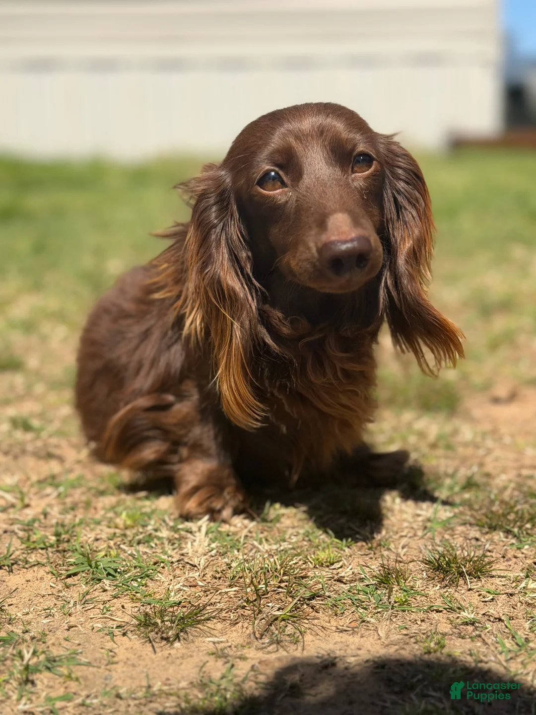 Miniature Dachshund dogs for sale: Luna  - Ad 5