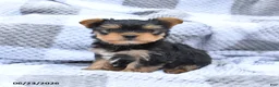Yorkshire Terrier dogs for sale: Hickory - Ad 2