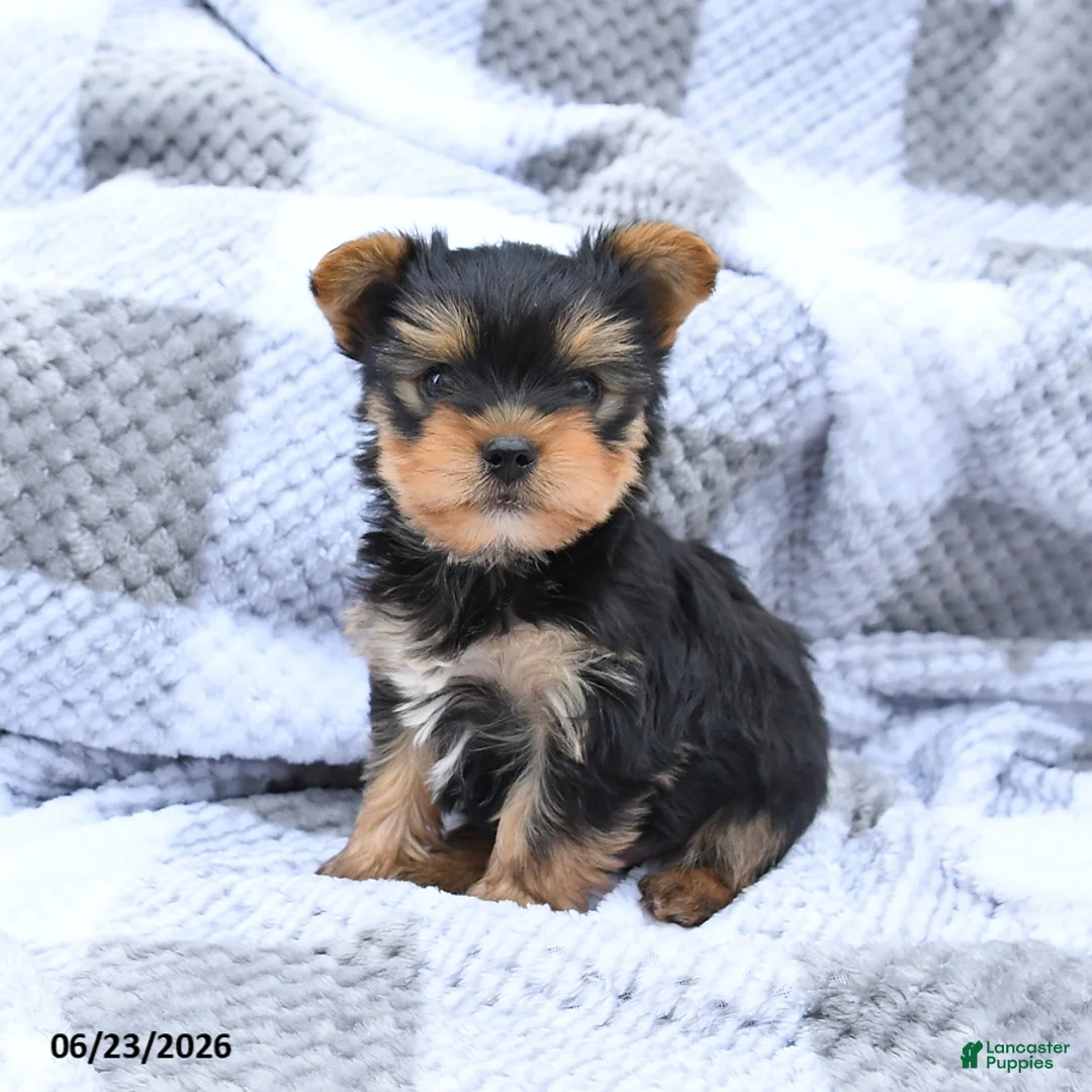 Yorkshire Terrier dogs for sale: Hickory - Ad 2