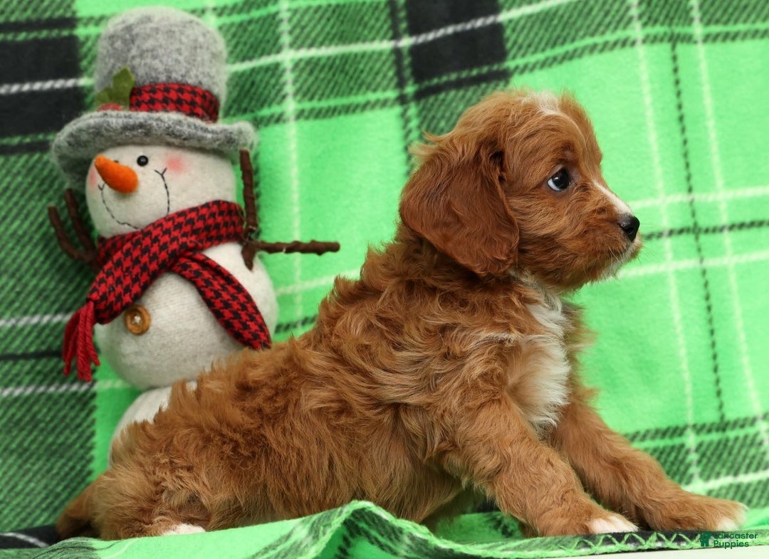 Cavapoo dogs for sale: Noel - Ad 9